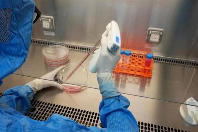 囊泡细胞培养现场