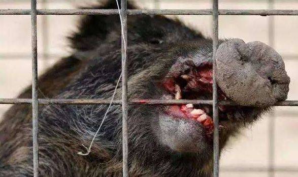 日本核辐射下唯一幸存者,和变异体共同生存,