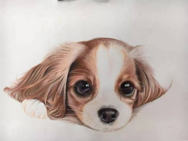 彩铅步骤 | 萌萌小汪汪