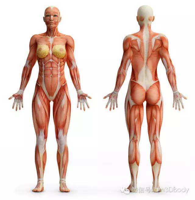 人体器官--肌肉(3d高清晰)