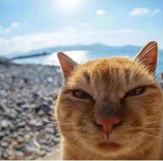 那些沙雕微信好友们小肚子都笑没了