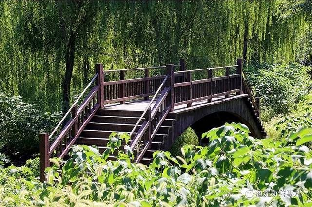 着树梅花发野桥