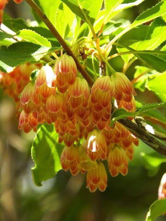 日本吊钟,凭什么卖这么贵?