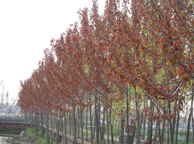 红叶杨的环保观赏价值
