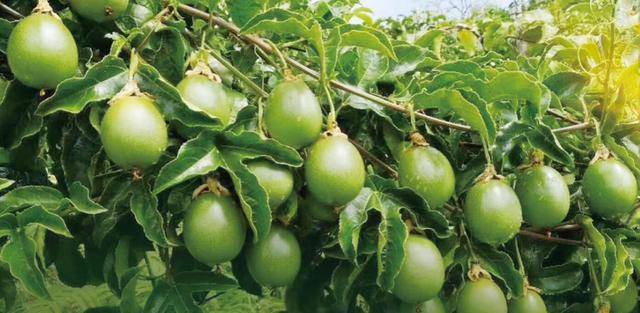 百香果双层垂帘式全程栽培方案