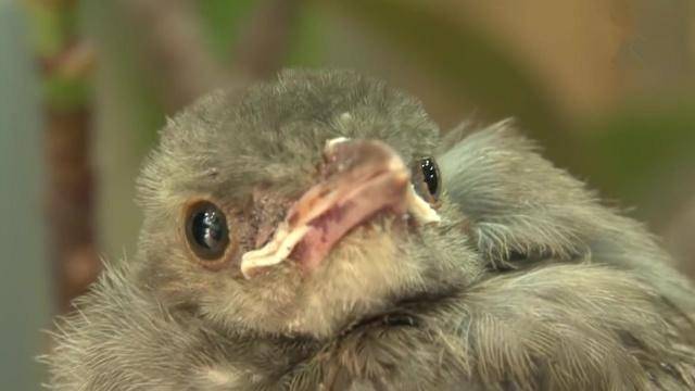 这是一只夜莺妈妈,它住在花店马路对面的一棵树上,有一天它的雏鸟不