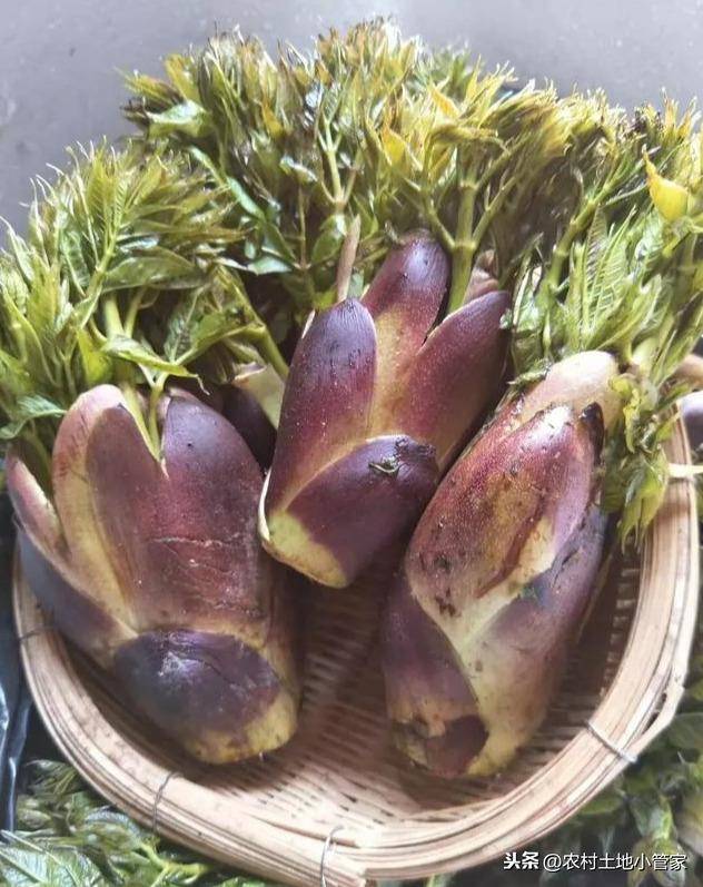 刺脑包可凉拌,煮肉,炒火腿等吃法,其根可晾干切片泡茶