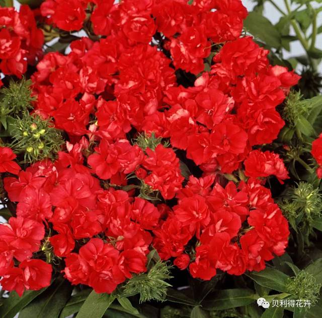 花坛神器——福禄考品种及应用丨传统品种也有高光时刻