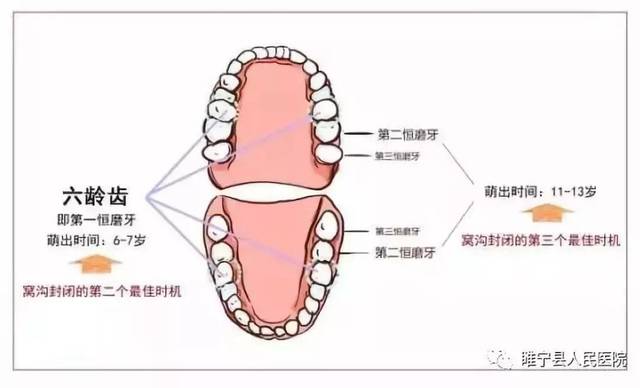 第二乳磨牙图片图片