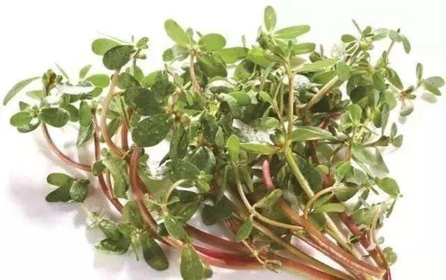 治疗羊拉稀的草