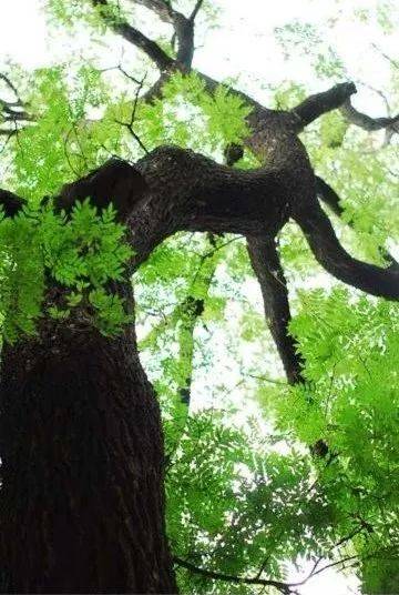 科普┆ 安阳市的市树,市花你知道吗?