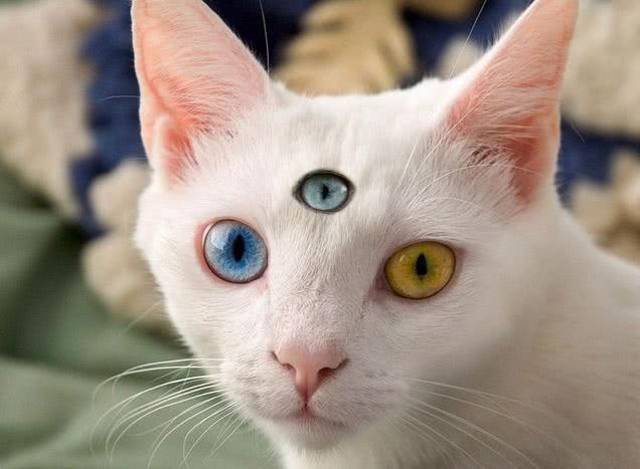 人类拥有三只眼睛科学家现已隐藏到大脑深处具有特殊功能