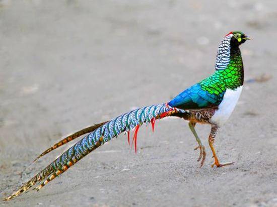 雉,俗称野鸡,又叫山鸡,是除孔雀外,最类似凤凰的鸟类.它们毛色