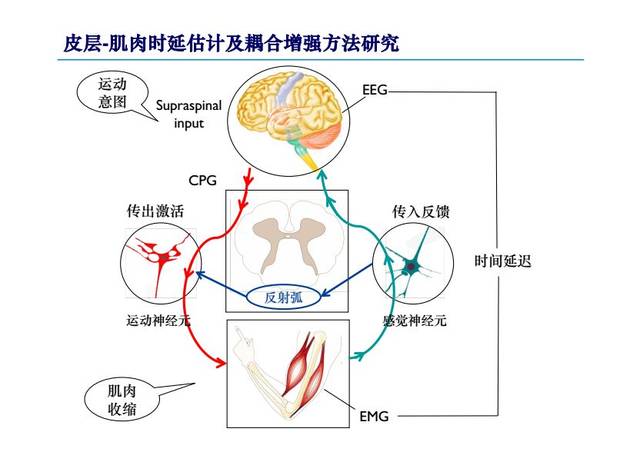 【年会学术连续报道第4期】基于骨骼肌模型和皮层-肌肉耦合的运动功能