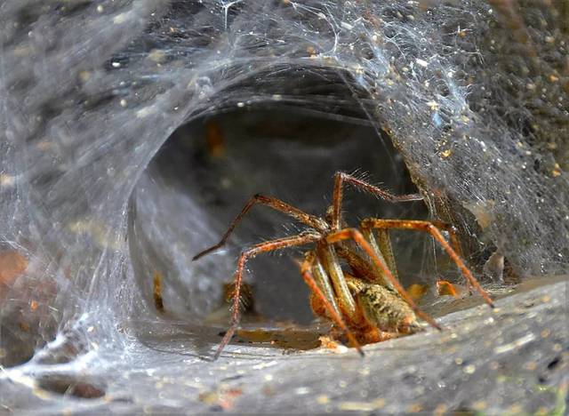 世间动物那么多,为何斯坦·李偏爱"蜘蛛"?为你揭开超级英雄的奥秘