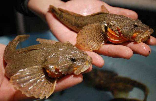 爱野钓的小心,牢底坐穿鱼了解一下,第一种栽的