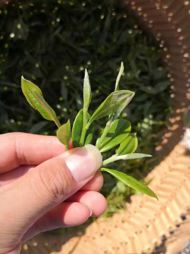 鱼叶简史,被"遗弃"的小鱼叶并不多余|吾雨课堂