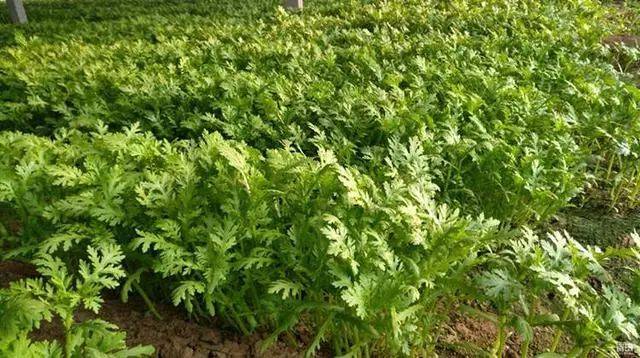 九月份种植茼蒿学会这个方法茼蒿生长快风味佳易栽培