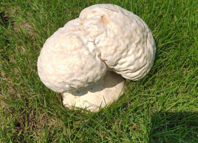 绿色草地长出白色诡异大蘑菇 男子不知是何物求助科普
