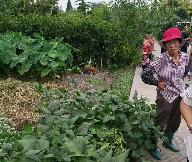 泰州这个小树林窜出怪物干农活的大妈吓得大叫罕见