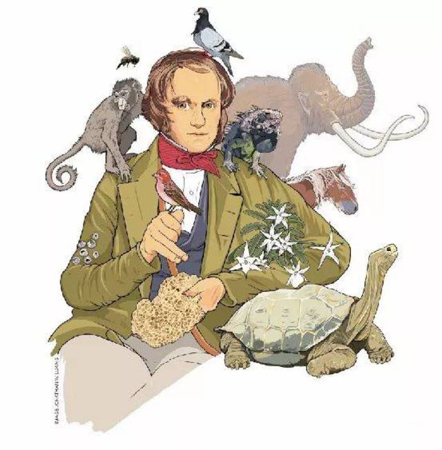 达尔文的机缘甲虫鸵鸟肉一艘船和适者的产生