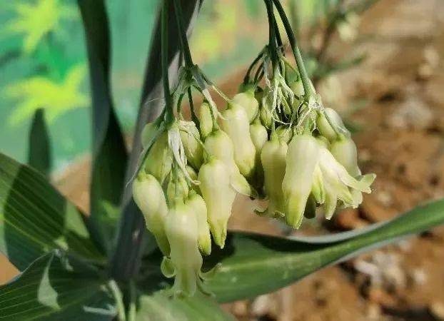 黄精又叫老虎姜,鸡头参,为百合科植物黄精,滇黄精,多花黄精和长梗黄精