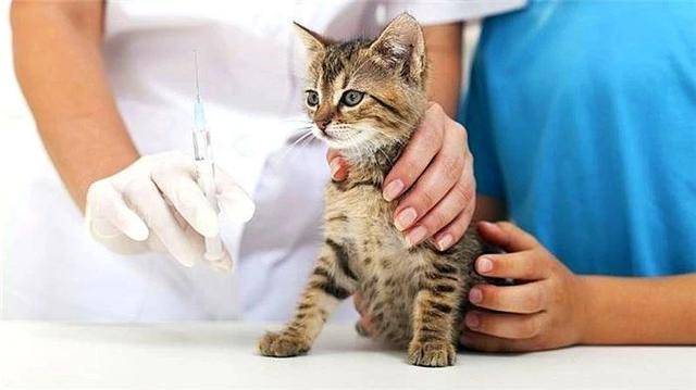 猫咪疫苗过度注射并不利于健康,铲屎官爱猫竟因此出现恶性肉瘤