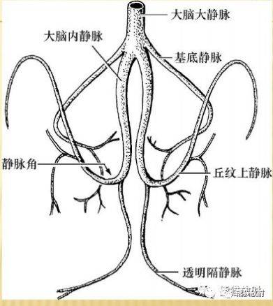 解剖丨脑膜及其血供硬脑膜静脉窦mrv双语