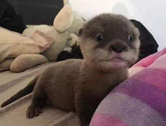 水獭水濑lutra猫砂