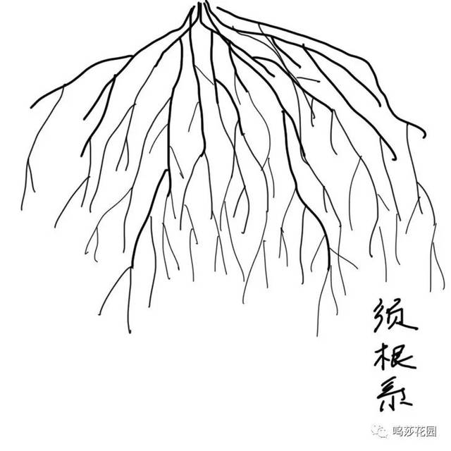 直根系植物简笔画图片