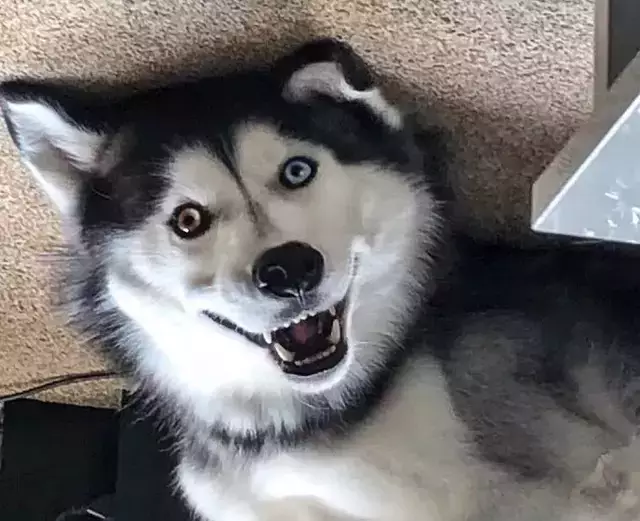 原创异瞳哈士奇?看起来是美男子,其实是个傻子