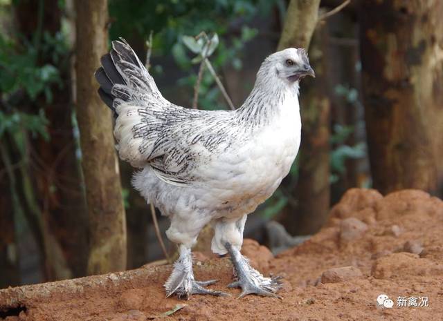 绿盛美地禽业:理性控产700万不增量,云南瑶鸡养殖标杆丨国鸡侣行