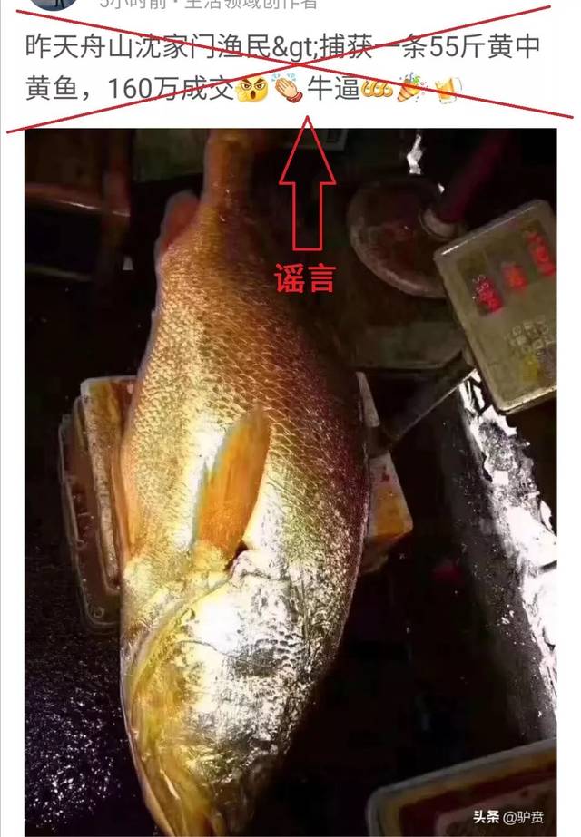 浙江渔民160万卖了一只55公斤的黄唇鱼? 真相是.