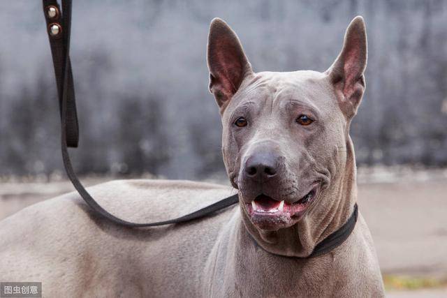 泰皇犬图片