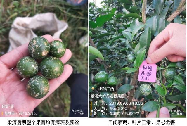 柑橘白粉病初期症状图片(柑橘粉蚧图片)