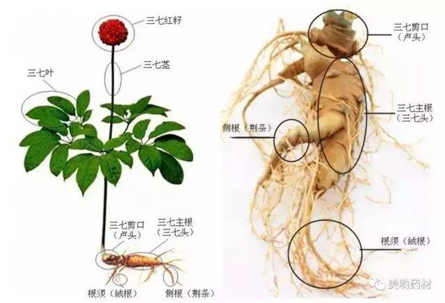 药材中的“金不换”，神奇的三七粉_手机搜狐网