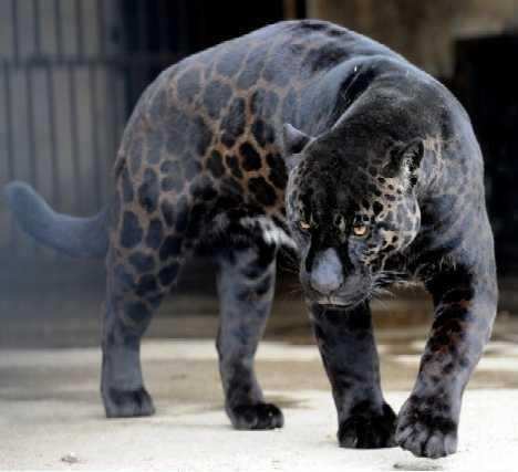 地球上十大最罕见的黑色动物第一被称为幽灵斑纹黑鹿极为珍稀