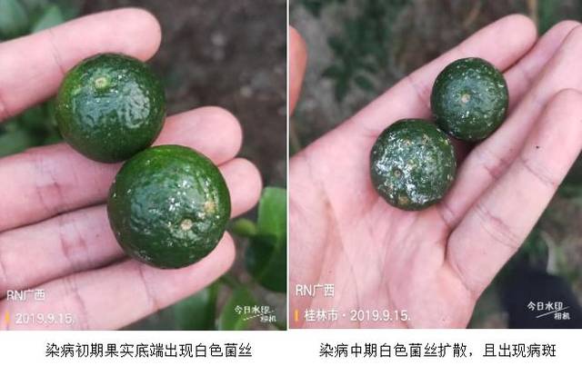 怎样治疗柑橘白粉病(柑橘白粉病症状)