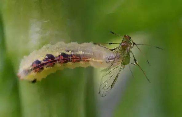 食蚜蝇:幼虫以捕食蚜虫为主,是蚜虫,介壳虫,粉虱,叶蝉,蓟马,鳞翅目小