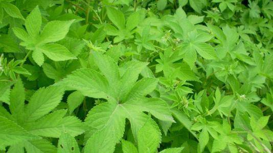 别名:剪刀草,石灰菜,绒球,苦榔头,糯米菜.花跟小蓟很像,一度分不出来.