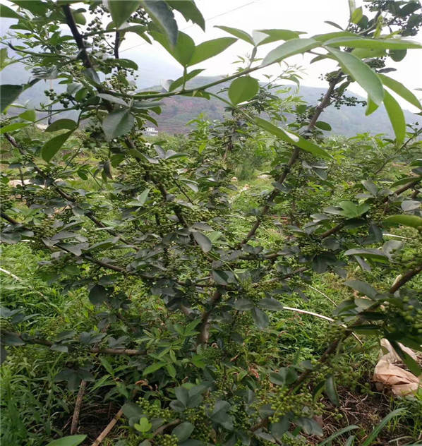 花椒苗出售