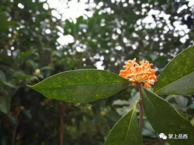 解密林下经济：从传统到现代