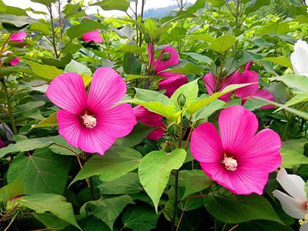 張大千白芙蓉| Chang Dai-chien, White Hibiscus | Fine Chinese