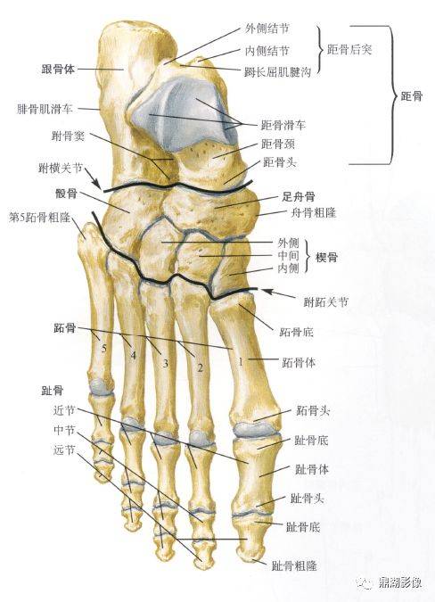 脚掌解剖骨骼结构图图片