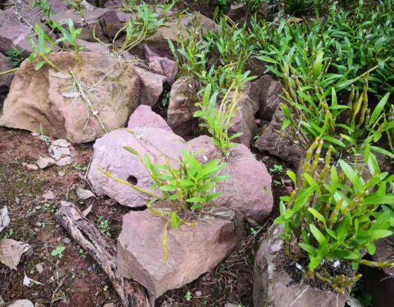 基地,更是全国首批,贵州首个脱贫出列县,依靠"石斛""竹林""乌骨鸡"