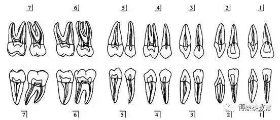 牙齿形态速记结构图图片