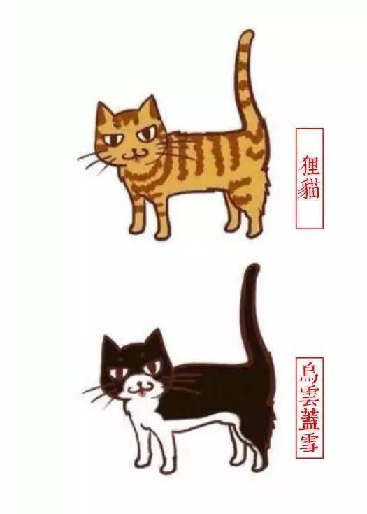 潮汕猫带官带印 图片图片