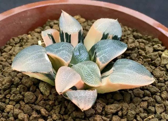 赤斑克里克特锦(售侧芽)
