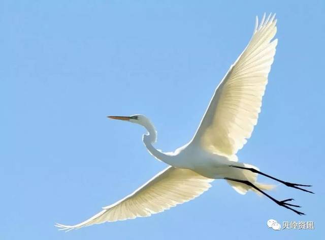 白鹭是一种非常美丽的鸟儿,它主要的寓意是自由,纯洁,长寿和幸福.