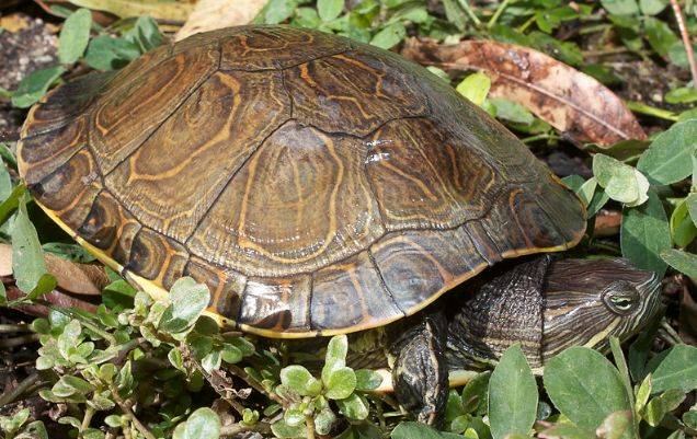 中美彩龟它还有个名字叫国产大河甜甜圈